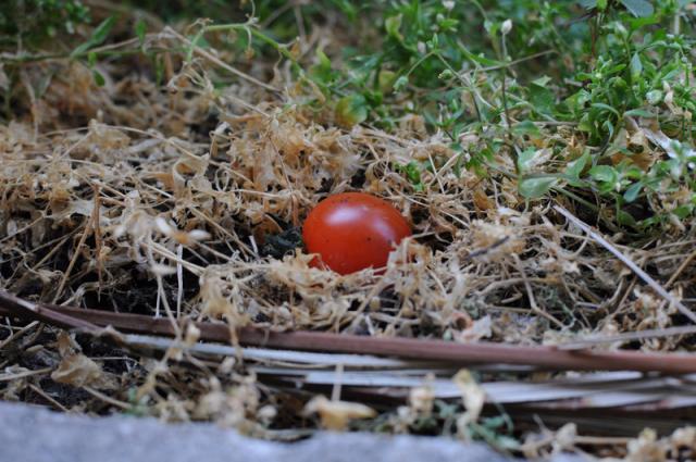 朝そうじ＠プレゴミゼロ画像