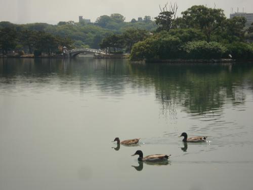 6/6　ラブアースクリーンアップ2010画像