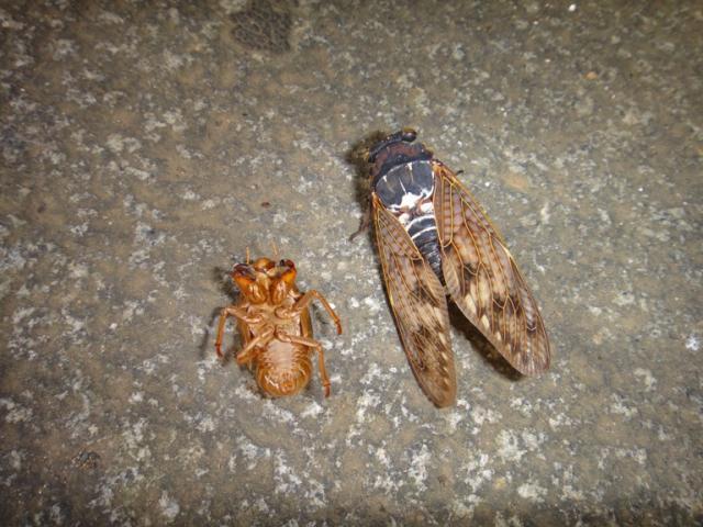 チッチゼミとアブラゼミ画像