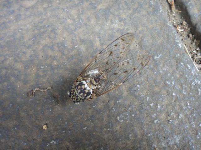 チッチゼミとアブラゼミ画像