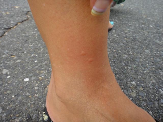 チッチゼミとアブラゼミ画像