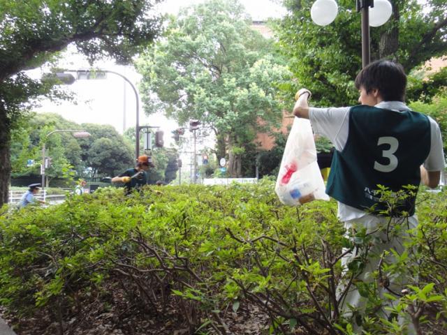 チッチゼミとアブラゼミ画像