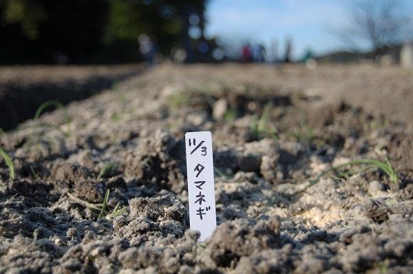 グリーンバード農園がはじまりました！画像