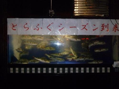 とらふぐシーズン画像