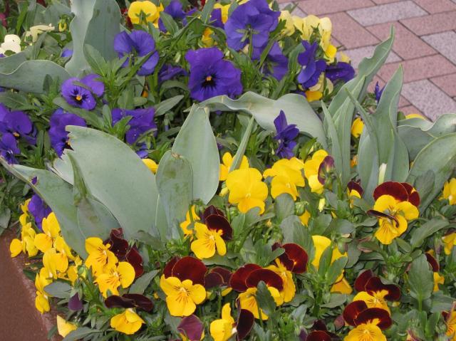 3月22日　夕方そうじ画像