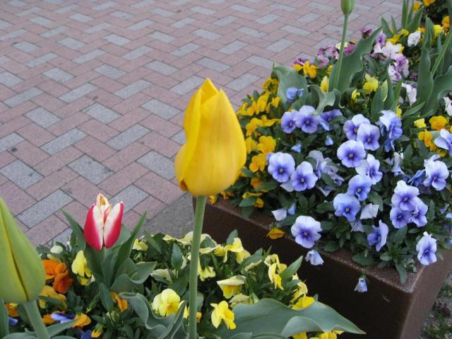 4月5日　夕方そうじ画像