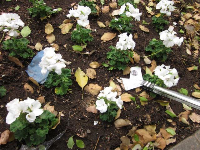 ビールという名の潤いを。画像