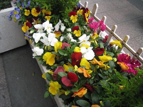 4.21　春の天神に癒されながら〜♪　朝そうじ画像