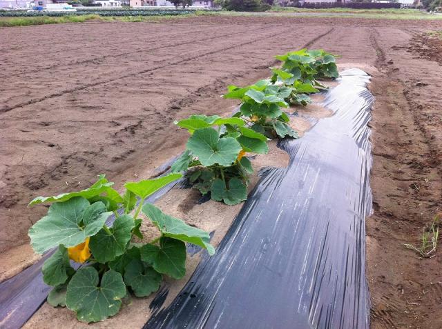 くまもと農園お披露目画像