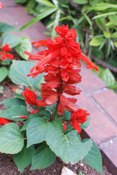 今日のお掃除日記 6月5日編画像