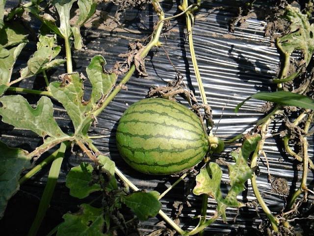 雨ニモマケズ　風ニモマケナイッッッ！！！画像