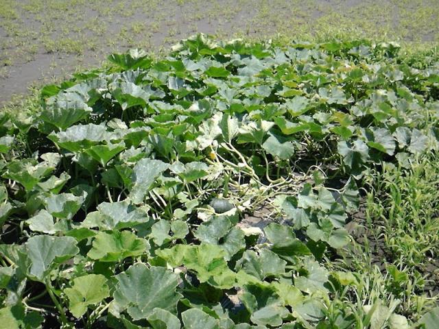 雨ニモマケズ　風ニモマケナイッッッ！！！画像