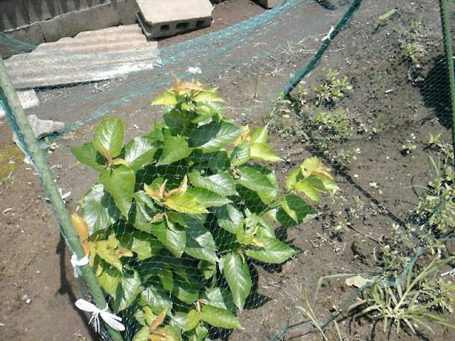 雨ニモマケズ　風ニモマケナイッッッ！！！画像