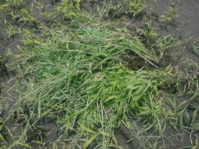 雨ニモマケズ　風ニモマケナイッッッ！！！画像