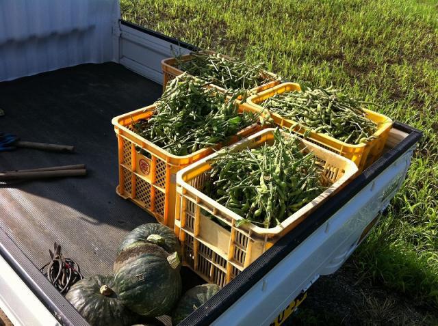 朝日を浴びて画像