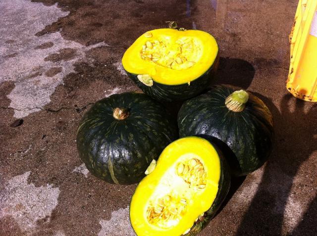 朝日を浴びて画像