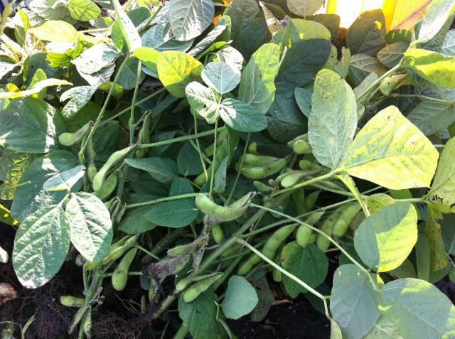 gb熊本農園屋台＠アースディマーケット画像