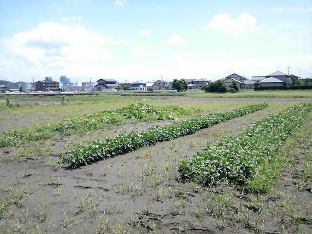 gb熊本農園屋台＠アースディマーケット画像