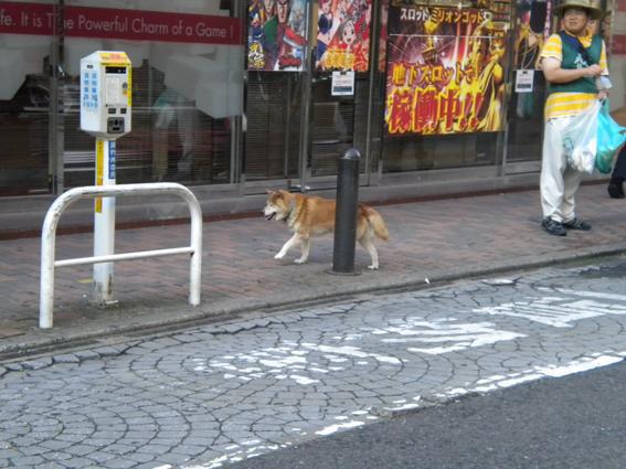 8.29 夏も終わりに近づく☆朝そうじ画像