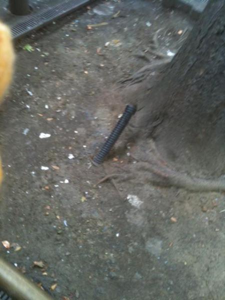 8/27 拾ってスマイル。出会ってスマイル。画像