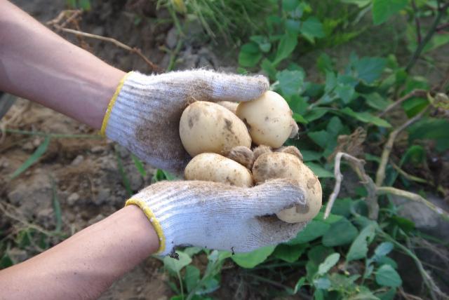 グリーンバード被災地支援ツアー第3便レポート画像