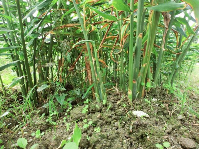 農園以外が意外と楽しい？画像