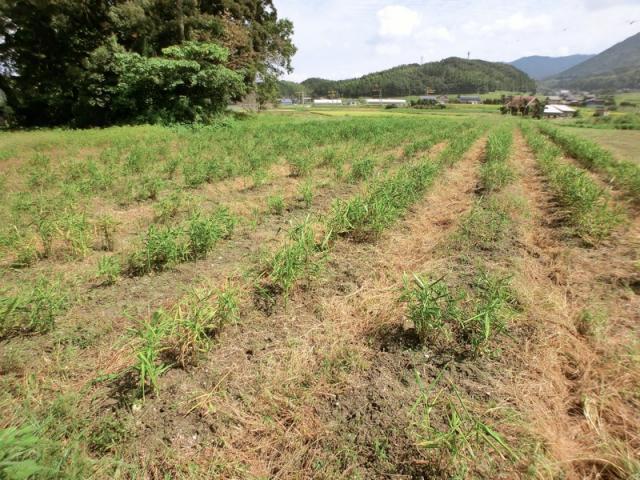 農園以外が意外と楽しい？画像