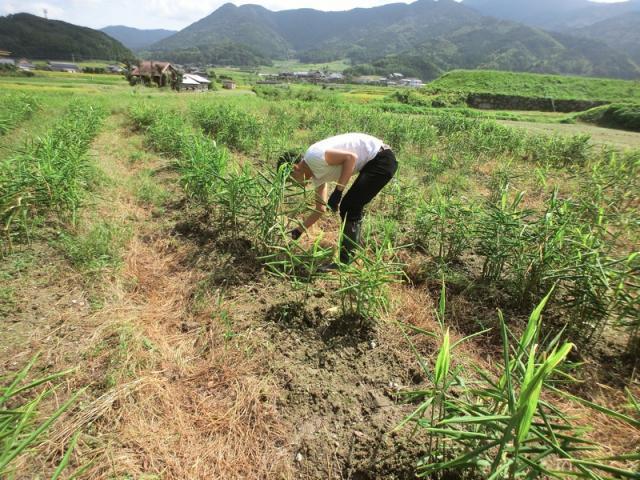 農園以外が意外と楽しい？画像