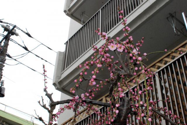 今日のお掃除日記 2月26日編画像