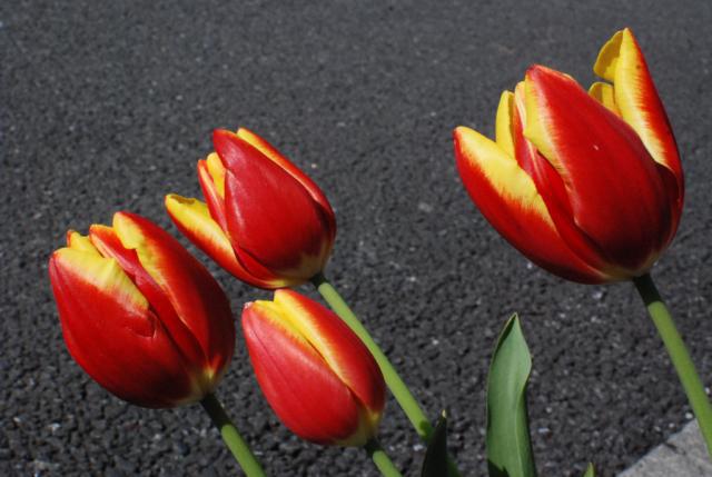 今日のお掃除日記 3月11日編画像