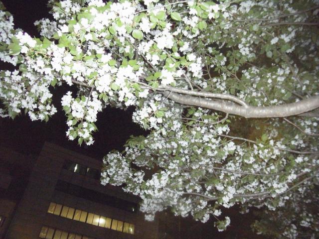 始まりの春☆きたよー！画像