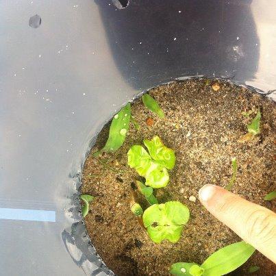 被災地復興支援プロジェクト2012：6/9 復興商店街の訪問＆コットンの種まきをしてきました！画像