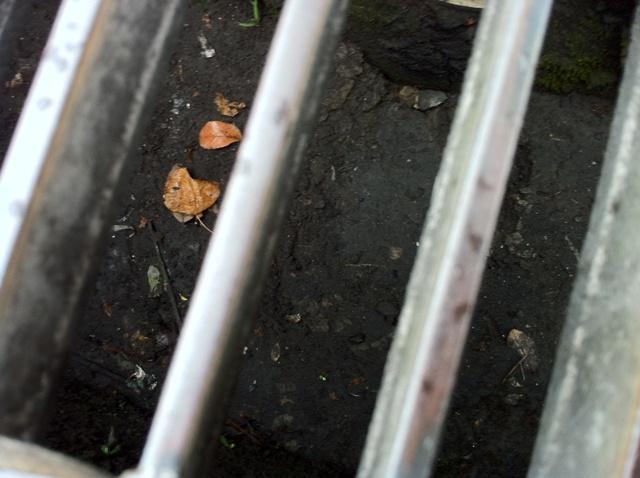 鹿児島チーム　朝おそうじ　中央駅画像
