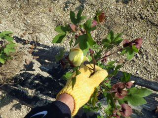 被災地復興支援プロジェクト【第二期】9/8レポート画像