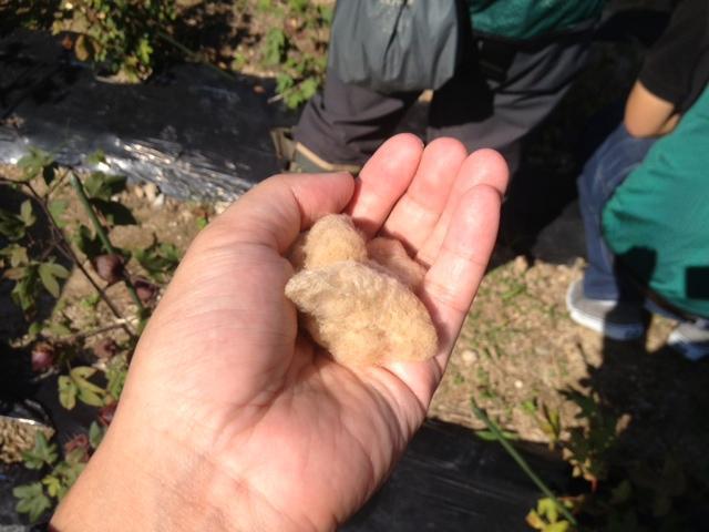 被災地復興支援プロジェクト【第二期】10/13 レポート（ジブラルタ生命コラボ便）画像