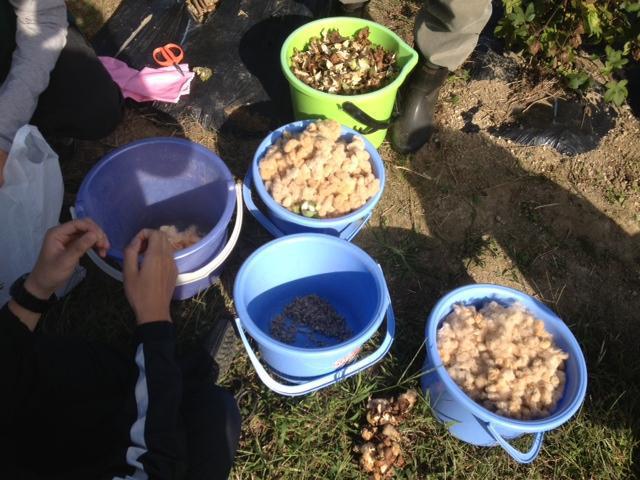 被災地復興支援プロジェクト【第二期】10/13 レポート（ジブラルタ生命コラボ便）画像