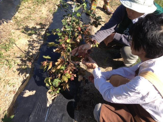 被災地復興支援プロジェクト【第二期】10/13 レポート（ジブラルタ生命コラボ便）画像