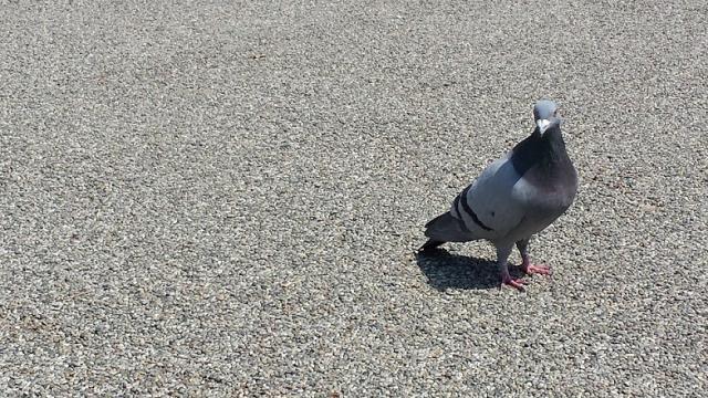 4/19(土)第18回＠徳島城公園画像