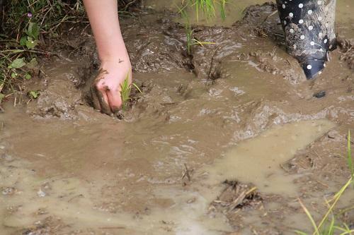 530　田植え！画像