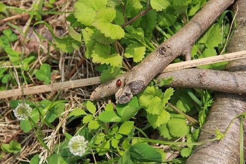 530　田植え！画像