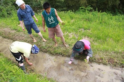 530　田植え！画像
