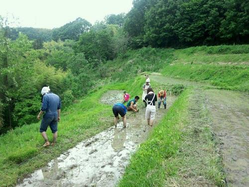 530　田植え！画像