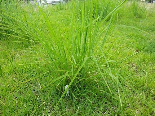 夏ーー！！画像