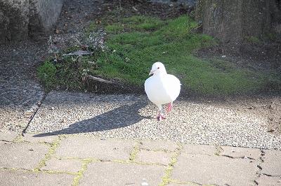 雪が舞う〜。画像