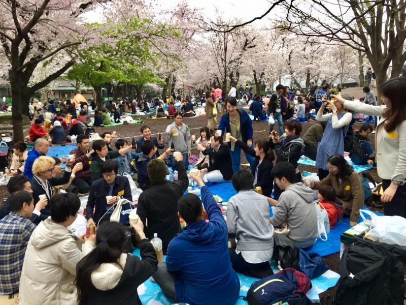 お花見&お掃除@飛鳥山公園画像