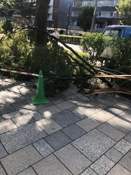 落ち葉の絨毯画像