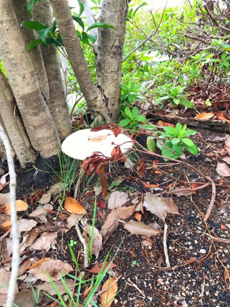 三津屋川緑道へ画像