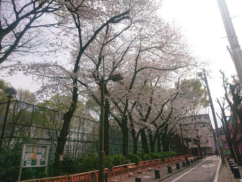 春だーーーー画像