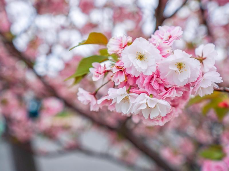 第424回　4月の宇野ゴミ拾い！画像