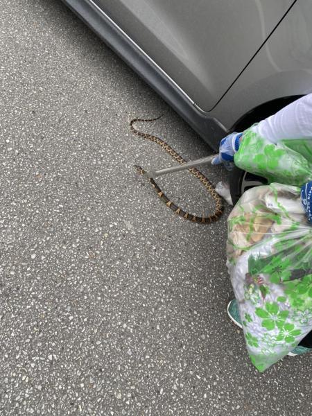 （沖縄）名桜大学周辺お掃除画像